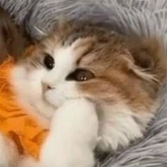 Елена Памшева, Балашиха