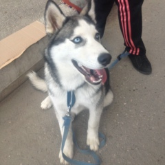 Адам Хашев, 04.05, Инаркой