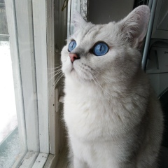 Елизавета Куликова, 18.06.1983, Москва