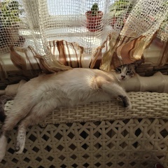 Сусанна Сайдалиева, 21.10.1984, Алматы