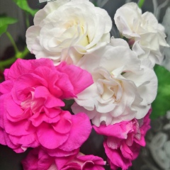 Алия Фанисовна, Набережные Челны