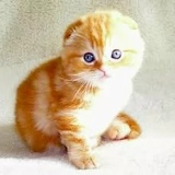 Надежда Никитина, 10.06, Рассказово