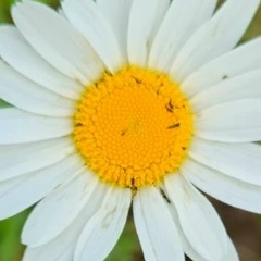 Руслан Тихонов, 01.01.1937, Дубоссары