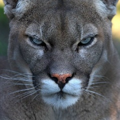 Александр Жаманов, Алматы
