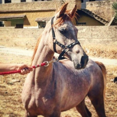 mohammad al jamal, 02.10.1986, Харьков