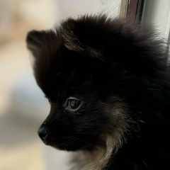 Александр Кузнецов