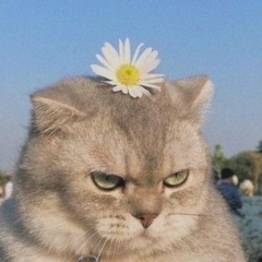 Александра Степанова, Москва