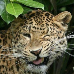 Магамед Плиев, 22.12.1989, Магас