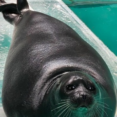 Елена Кошкина, 03.02, Новосибирск