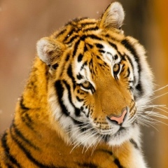 Саша Алексеев, 13.11.1988, Санкт-Петербург