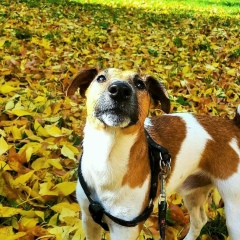 Skorpion Ru, 11.11, Тирасполь