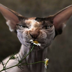 Виталий Комратов, 05.02, Москва