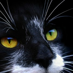 Михаил Серебряков, 29.10