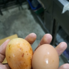 Paiza Mata, 02.05.1986, Chiang Mai