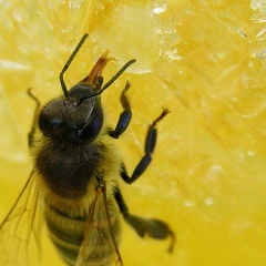 Юлия Моисеева, 09.03.1983, Москва