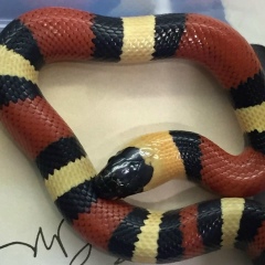 Jayartha Haryanto, 06.02.1978