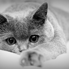 Светлана Букреева-Гербич