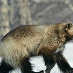 Лариса Шварёва, 27.08, Дальние Зеленцы