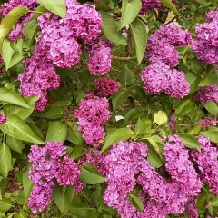 Ирина Синева, Санкт-Петербург