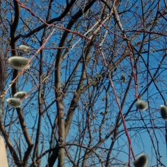 Нина Краснова, 03.04.1986, Богородск