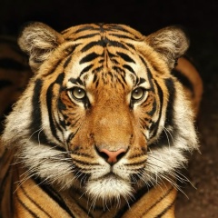 Филипп Кривоногов, 18.05.1986, Челябинск