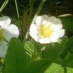 Сергей Королёв, Санкт-Петербург