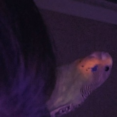 Агр Л, 19.12.1989, Ульяновск