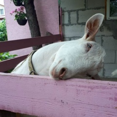 Екатерина Максимова, 08.10.1991, Алматы