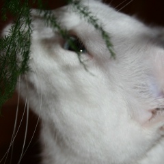 Ирина Городнянская, 21.03, Омск