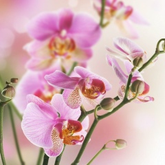 Екатерина Лапшина, 20.04