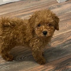 Надин Метинова, 07.03, Москва