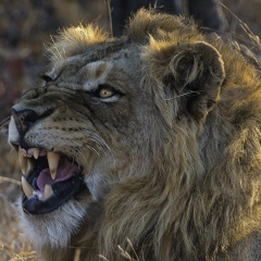 Руслан Абрамов, 26.07.1984, Алматы