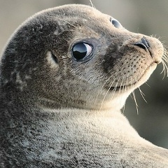 Серый Сафрон, 24.08.1993, Орёл