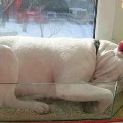 Meshok Мешков, 29.12.1970, Москва