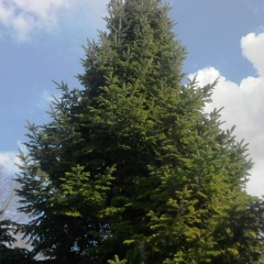 Costel Jantea, Bucureşti