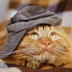 Василий Петров, 01.02