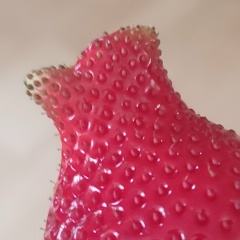 Anastasija Viktorovna, 27.12, Ялта