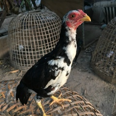 Kiat Chai, 08.01.1996, Bangkok