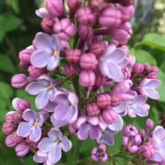 Ксения Боровикова, Ханты-Мансийск