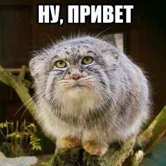 Елена Помелова