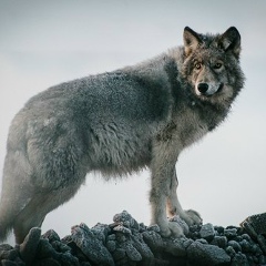 Гулбану Назарбекова, 27.12.1984, Астана