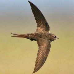 Дмитрий Шимченко, 01.01.1981, Самара