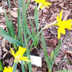 Альбина Садыкова, 01.02.1986, Октябрьский