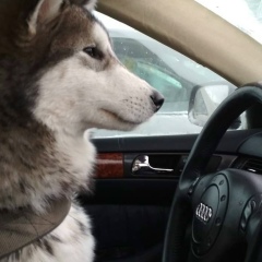 Игорь Закутин