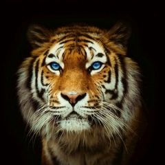 Александр Котов, 20.03.1926, Москва