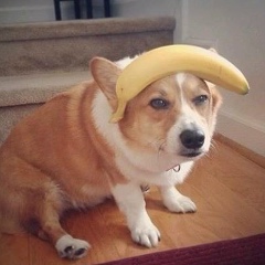 Radu Bulicanu, 18.03.1997, Кишинев