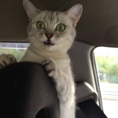 Артем Гольдберг, 31.05.1983, Санкт-Петербург