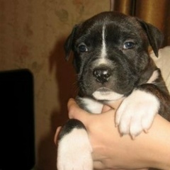 Алексей Бычков, 24.06.1902, Douglas