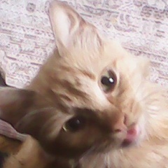 Дмитрий Косарев, 22.08.1992