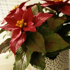 Елена Орлова, Новосибирск